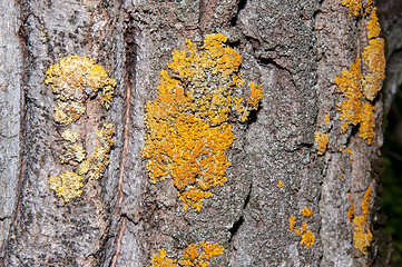 Image showing The texture of the bark of an old tree