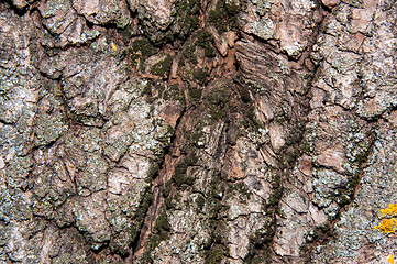 Image showing The texture of the bark of an old tree