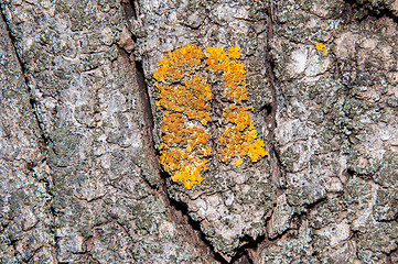 Image showing The texture of the bark of an old tree