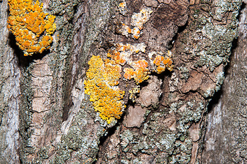 Image showing The texture of the bark of an old tree