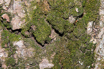 Image showing The texture of the bark of an old tree