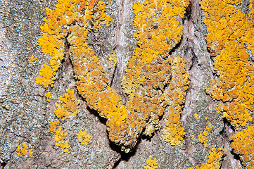 Image showing The texture of the bark of an old tree