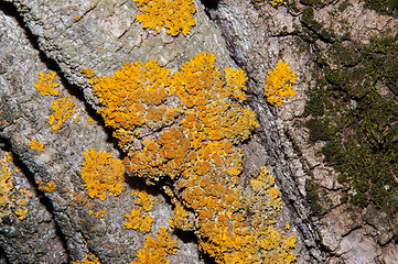 Image showing The texture of the bark of an old tree