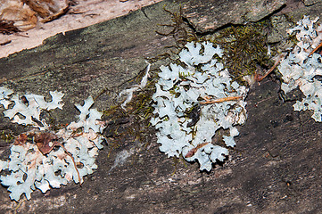 Image showing The texture of the bark of an old tree