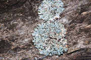 Image showing The texture of the bark of an old tree