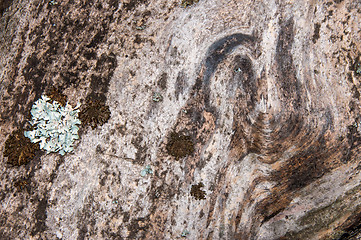 Image showing The texture of the bark of an old tree