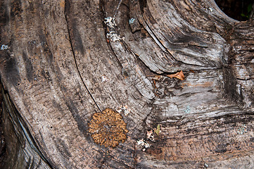 Image showing The texture of the bark of an old tree