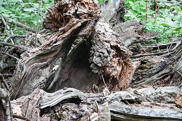 Image showing The texture of the bark of an old tree