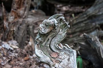 Image showing The texture of the bark of an old tree