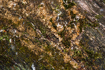 Image showing The texture of the bark of an old tree