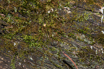 Image showing The texture of the bark of an old tree