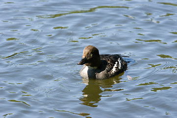 Image showing Bucephala clangula