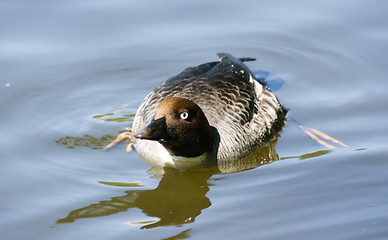 Image showing Bucephala clangula