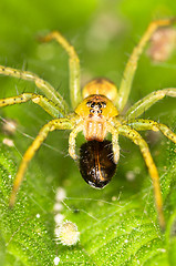 Image showing Spider