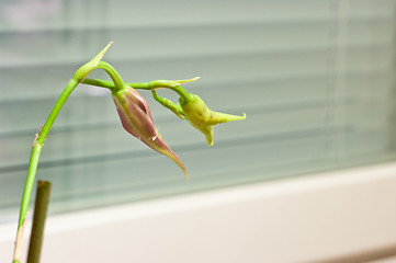 Image showing Orchid