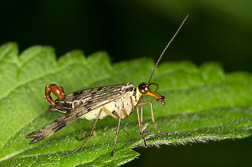 Image showing Panorpidae