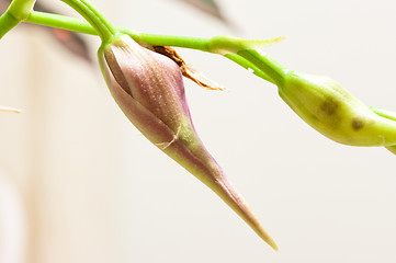 Image showing Orchid