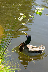 Image showing Duck