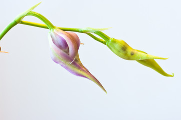 Image showing Orchid