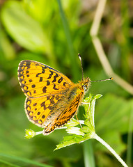 Image showing Butterfly