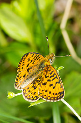 Image showing Butterfly