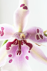 Image showing Orchid