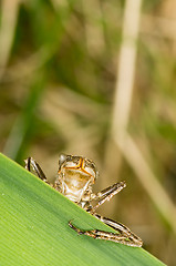 Image showing Odonata