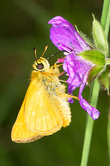 Image showing Butterfly