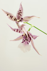 Image showing Orchid