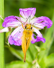 Image showing Butterfly