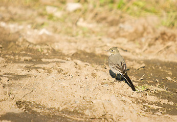 Image showing Motacilla alba