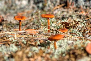 Image showing Mushrooms