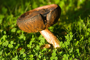 Image showing Mushrooms