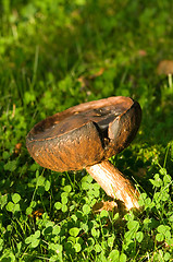 Image showing Mushroom