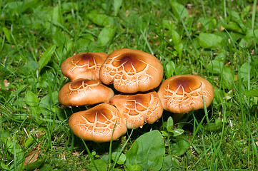 Image showing Mushrooms