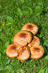 Image showing Mushrooms