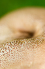 Image showing Mushroom