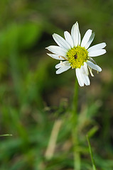 Image showing Flower