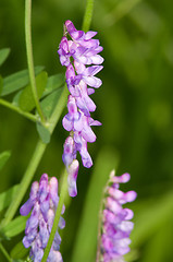 Image showing Vicia cracca