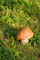 Image showing Mushroom