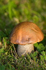 Image showing Mushroom