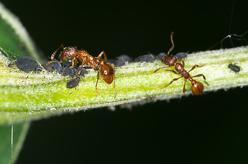 Image showing Ant and aphids