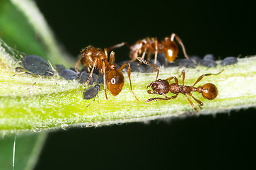Image showing Ants and aphids