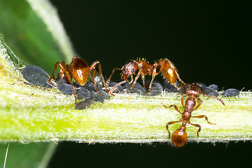 Image showing Ants and aphids