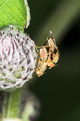 Image showing Mating