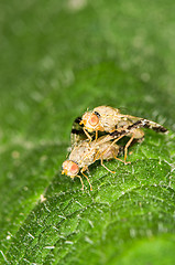 Image showing Mating