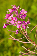 Image showing Fireweed