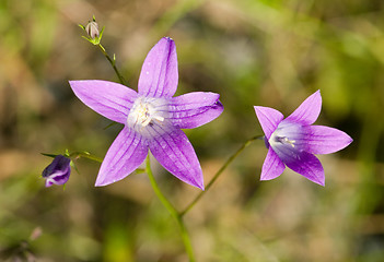 Image showing Flowers