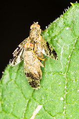 Image showing Flies