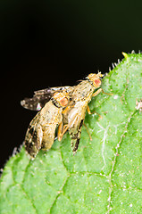 Image showing Flies